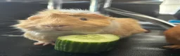 Guinea Pig rodents for sale: Male Guinea pig  in Herne Bay - Advert 4