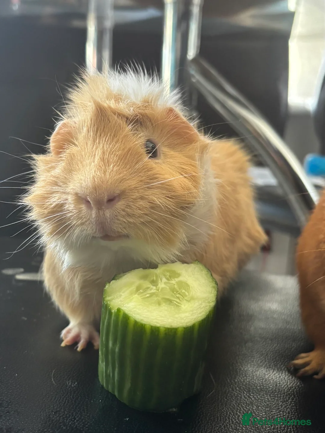Guinea Pig rodents for sale: Male Guinea pig  in Herne Bay - Advert 4