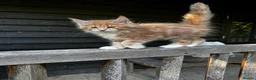 Maine Coon cats for sale: Stunning XL Maine Coon Kittens - Advert 4