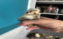 Chickens poultry for sale: Silkies - polish  - Image 7