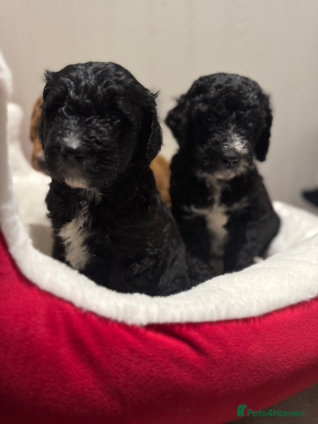 Mixed Breed dogs for sale: Golden Bernedoodles 🐶 - Advert 12