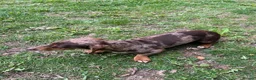 Miniature Dachshund dogs for sale: Miniature dachshund (Girl) - Advert 2