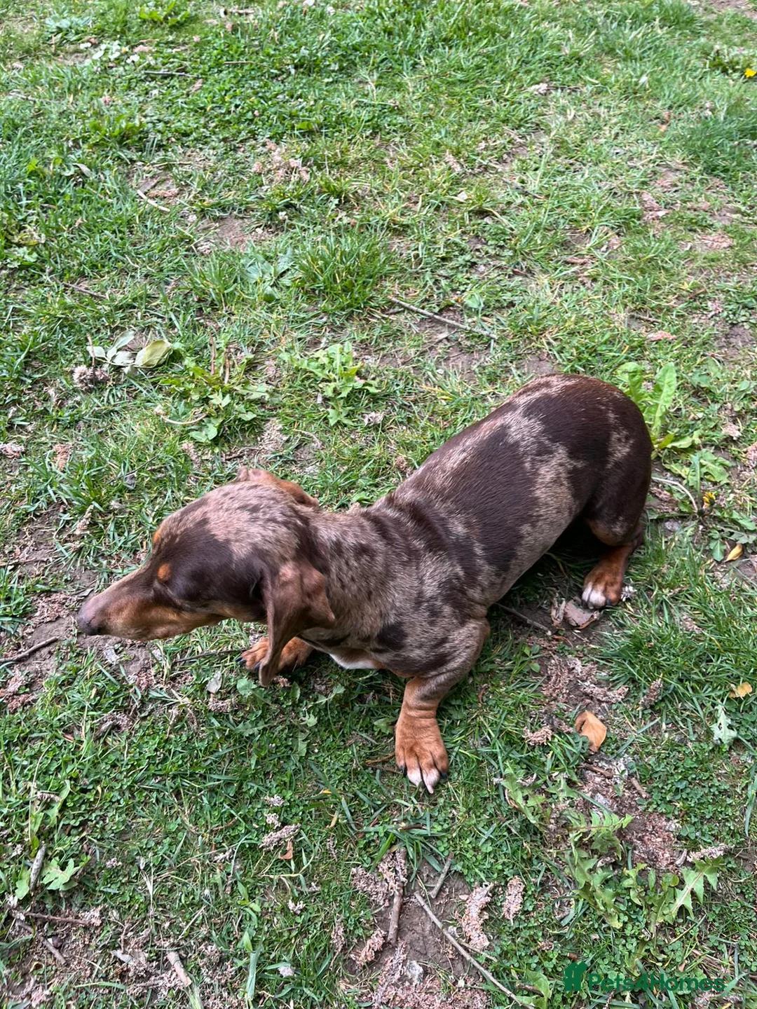 Miniature Dachshund dogs for sale: Miniature dachshund (Girl) - Advert 2