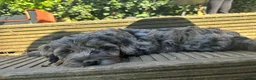 Labradoodle dogs for sale: *READY TO GO* Beautiful Labradoodle Pups - Advert 4