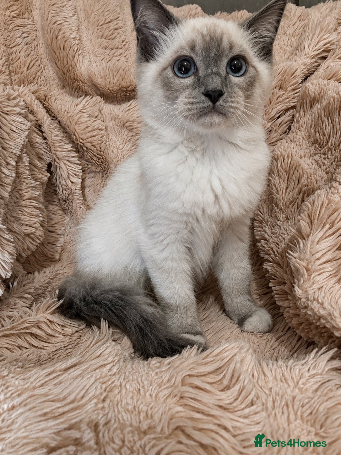 Ragdoll cats Degruchi Cattery has show quality kittens for sale - Advert 5