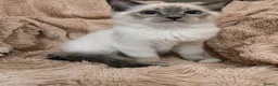 Ragdoll cats for sale: Degruchi Cattery has show quality kittens for sale in Petersfield - Advert 1