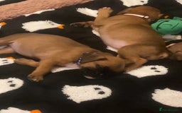 Boxer dogs for sale: Gorgeous litter of red and white boxers.  - Image 13