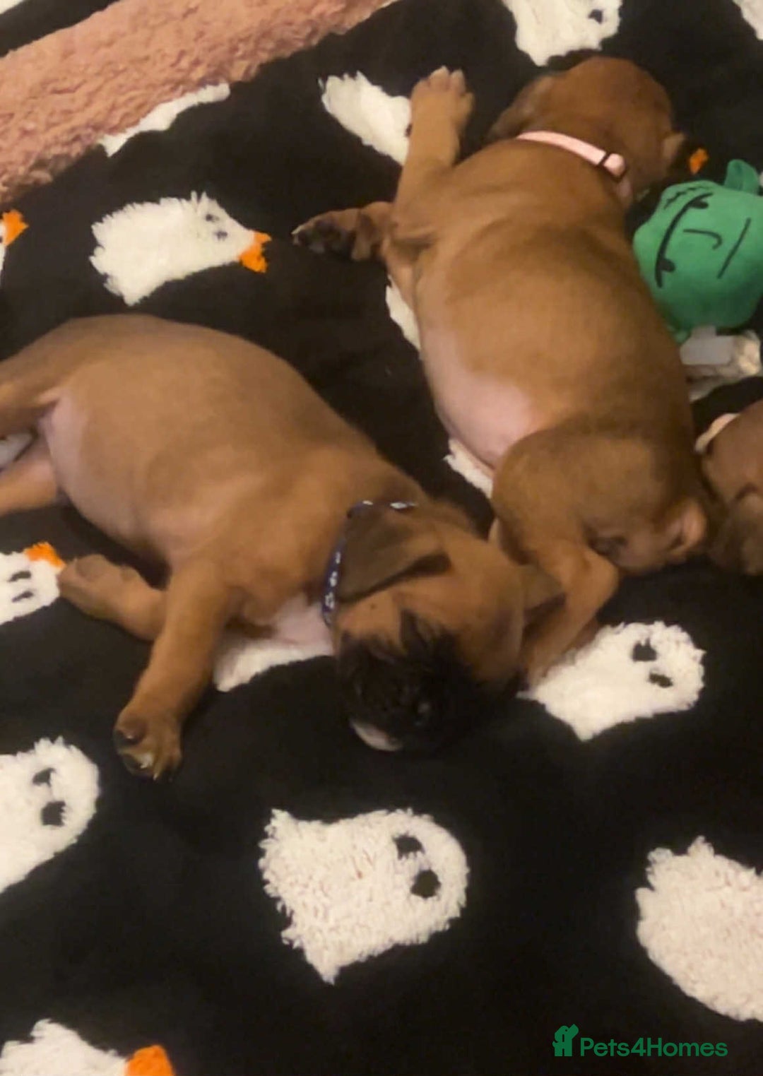 Boxer dogs for sale: Gorgeous litter of red and white boxers.  - Image 13