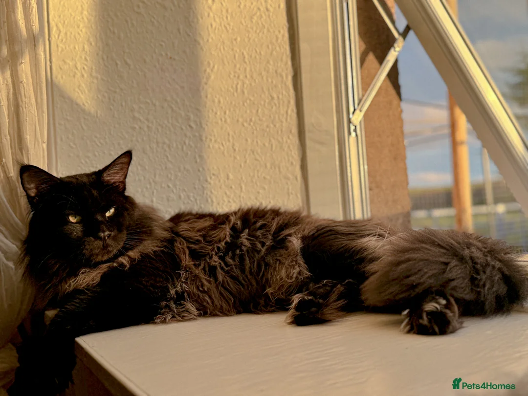 Maine Coon cats for stud: GCCF/TICA KING-SIZE STUD  in Dunfermline - Advert 6