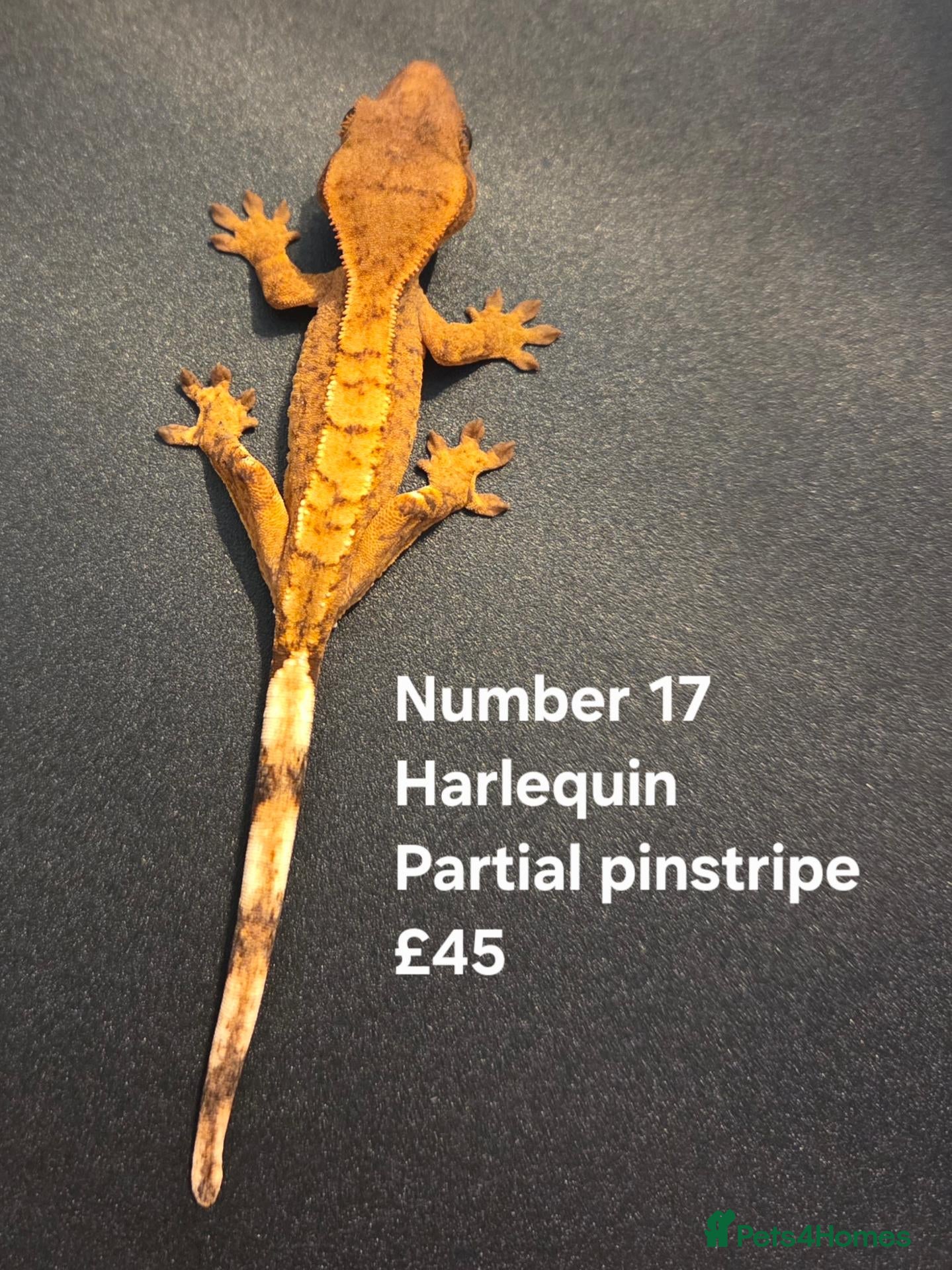 Gecko reptiles Current reptiles available  - Advert 14