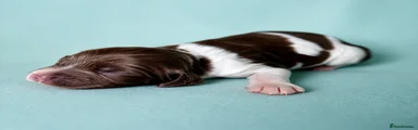 Cocker Spaniel Puppy 4