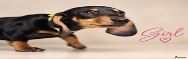Dachshund 2