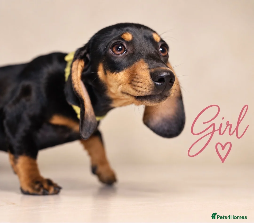 Dachshund dogs for sale: PRA-Clear Miniature Dachshund Puppies ready to go - Advert 1