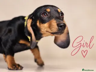 Dachshund dogs PRA-Clear Miniature Dachshund Puppies ready to go - Advert 4