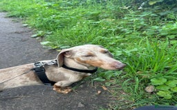 Miniature Dachshund dogs for sale: Buddy - Image 6