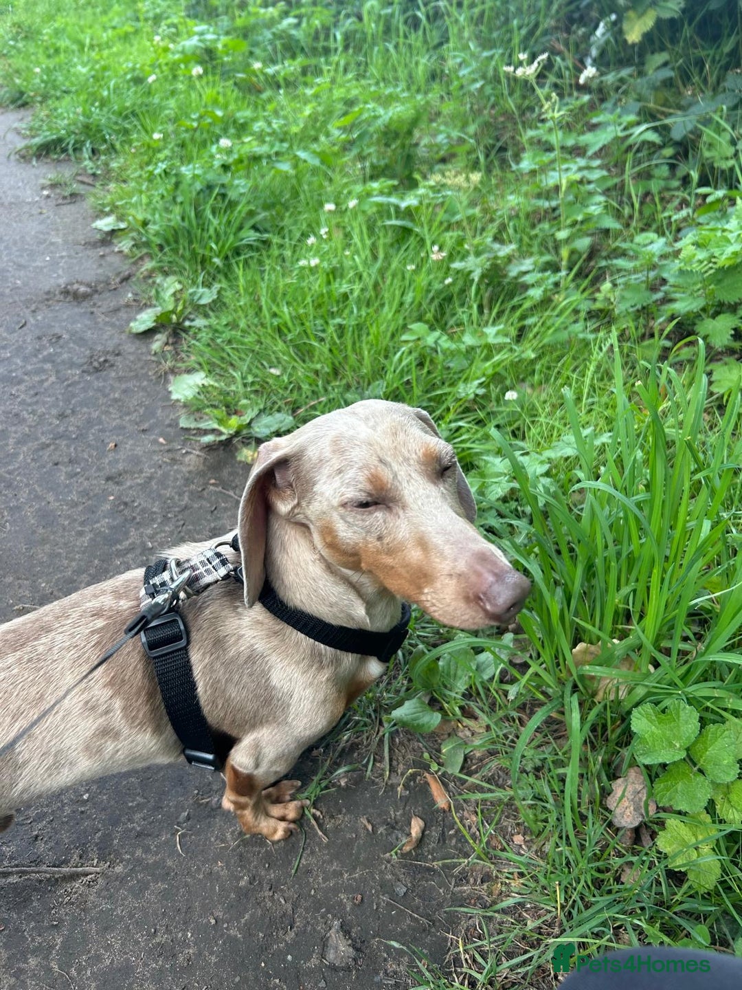 Miniature Dachshund dogs for sale: Buddy - Image 6