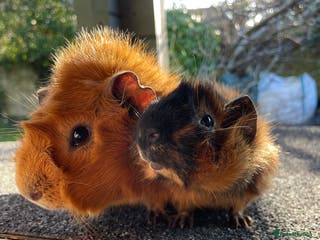 Guinea Pig rodents Beautiful pair of Abyssinian Guinea Pigs - Advert 6