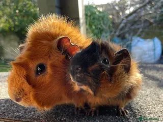 Guinea Pig rodents Beautiful pair of Abyssinian Guinea Pigs - Advert 4