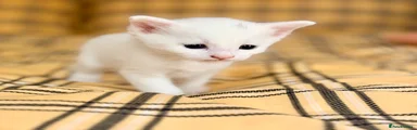 Dopo