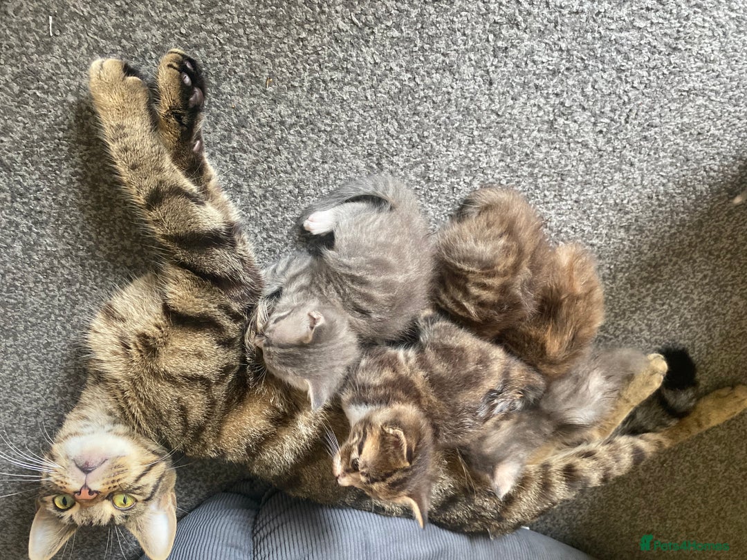 Mixed Breed cats for sale: Mama Cat and Kittens - Image 9