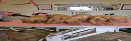 Mixed Breed dogs for sale: Hungarian vizsla x German shorthair pointer pups  - Advert 9