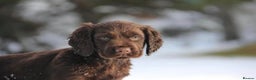 Cocker Spaniel dogs for sale: Gorgeous KC Reg Cocker Spaniels for Forever Homes - Advert 19