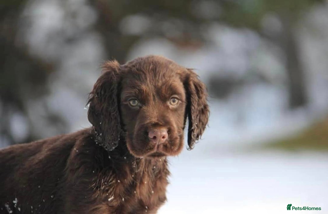Cocker Spaniel dogs for sale: Gorgeous KC Reg Cocker Spaniels for Forever Homes - Advert 19