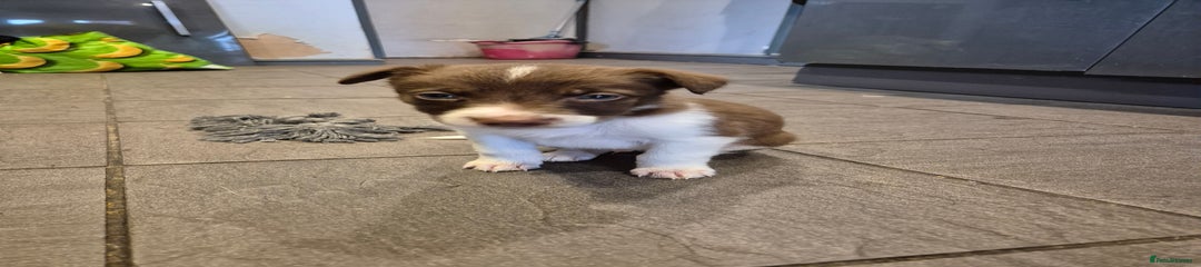 Border Collie Puppy 5