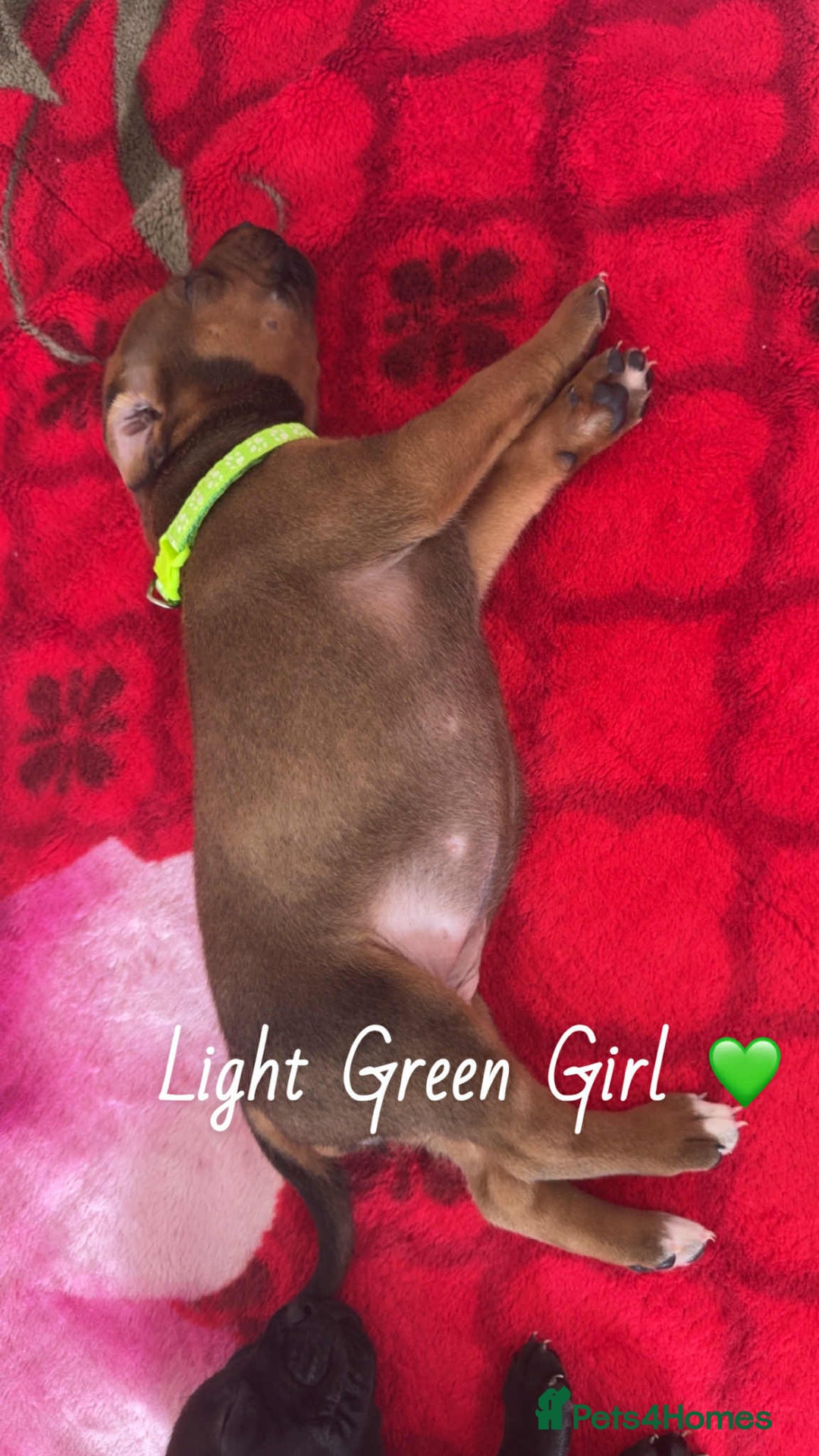 Mixed Breed dogs for sale: Doberman X XL Bully  - Image 11
