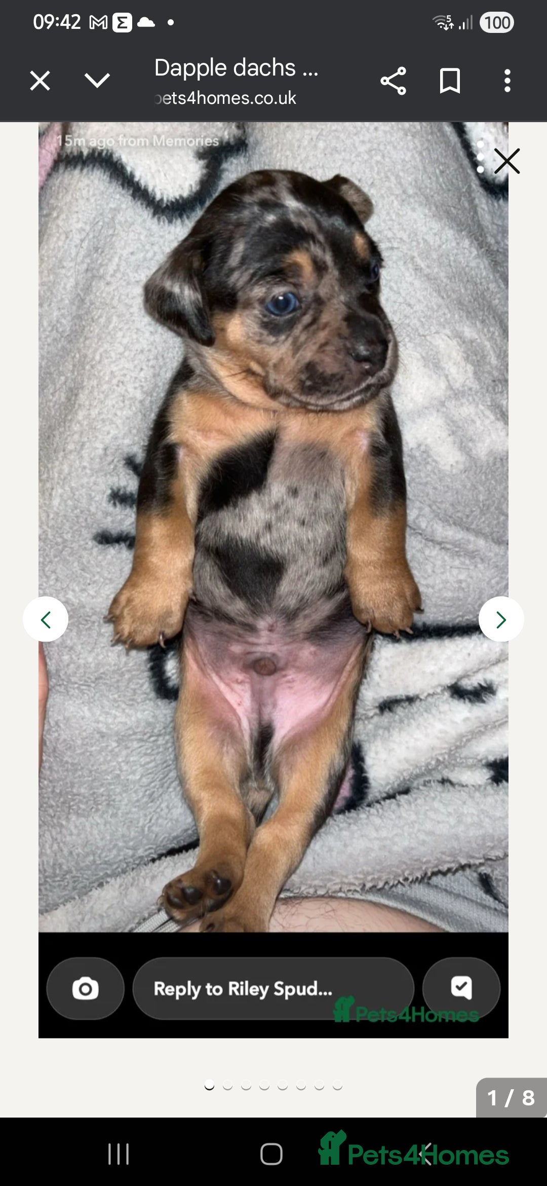 Mixed Breed dogs for sale: French bulldog X dachshund puppy - Advert 5