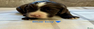 Blue Boy