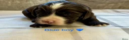 Cocker Spaniel dogs for sale:  KC Reg Beautiful Show Type Cocker Spaniel Litter - Advert 23