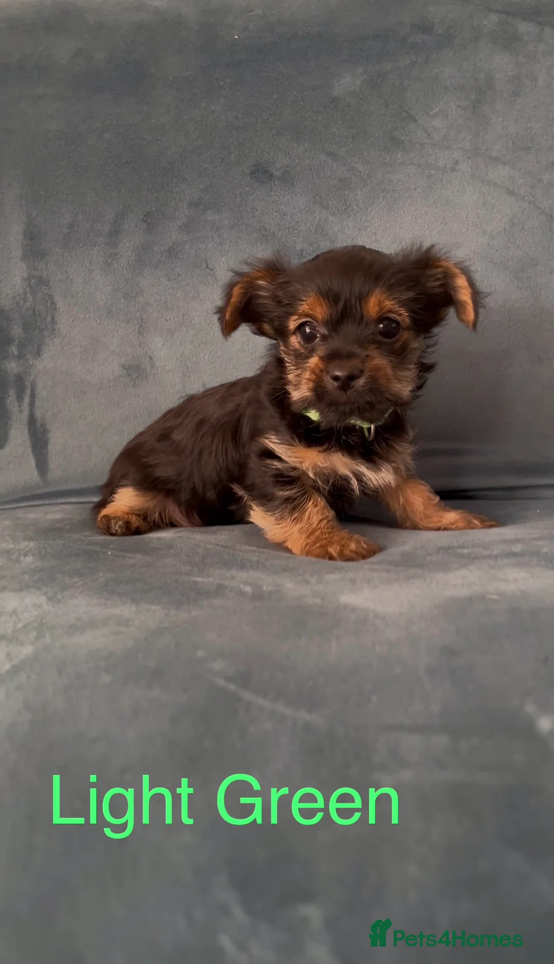 Yorkshire Terrier dogs for sale: READY NOW !! MINI YORKSHIRE TERRIERS FOR SALE - Advert 9