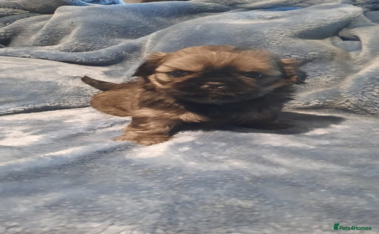 Shih Tzu dogs - Advert 4