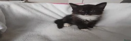 Mixed Breed cats for sale:  kittens 😸  - Advert 14