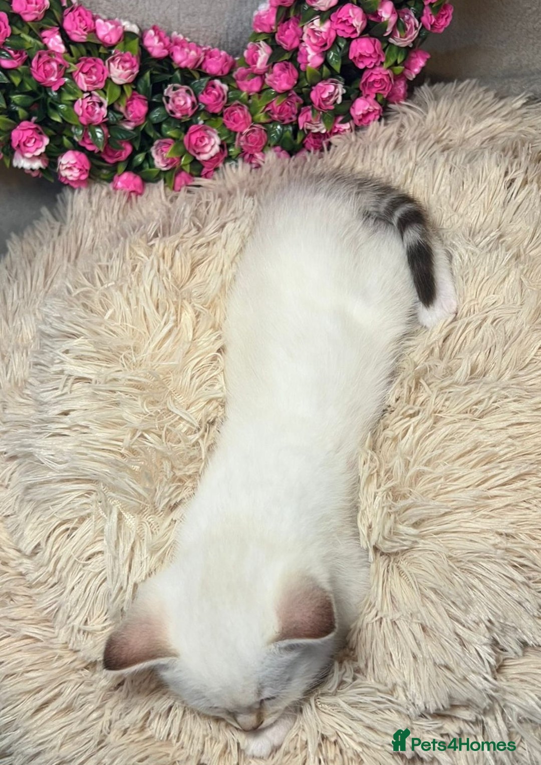 Mixed Breed cats for sale: 6 cute blue-eyed Ragdoll and BSH mix kittens  - Advert 6