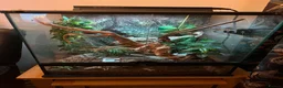 Gecko reptiles for sale: Lillywhite Crested Gecko with Complete Vivarium - Advert 3