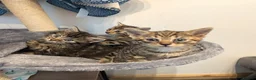 Mixed Breed cats for sale: Kittens  - Advert 17