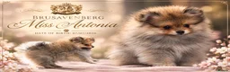 Pomeranian dogs for sale: WOLF SABLE FEMALE POMERANIAN RKC DNA  - Advert 1