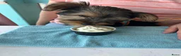 Yorkshire Terrier dogs for sale: Yorkie - Advert 6