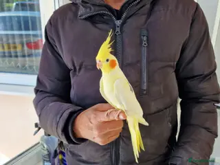 Cockatiels birds Super hand tamed cockatiel for sale - Advert 10