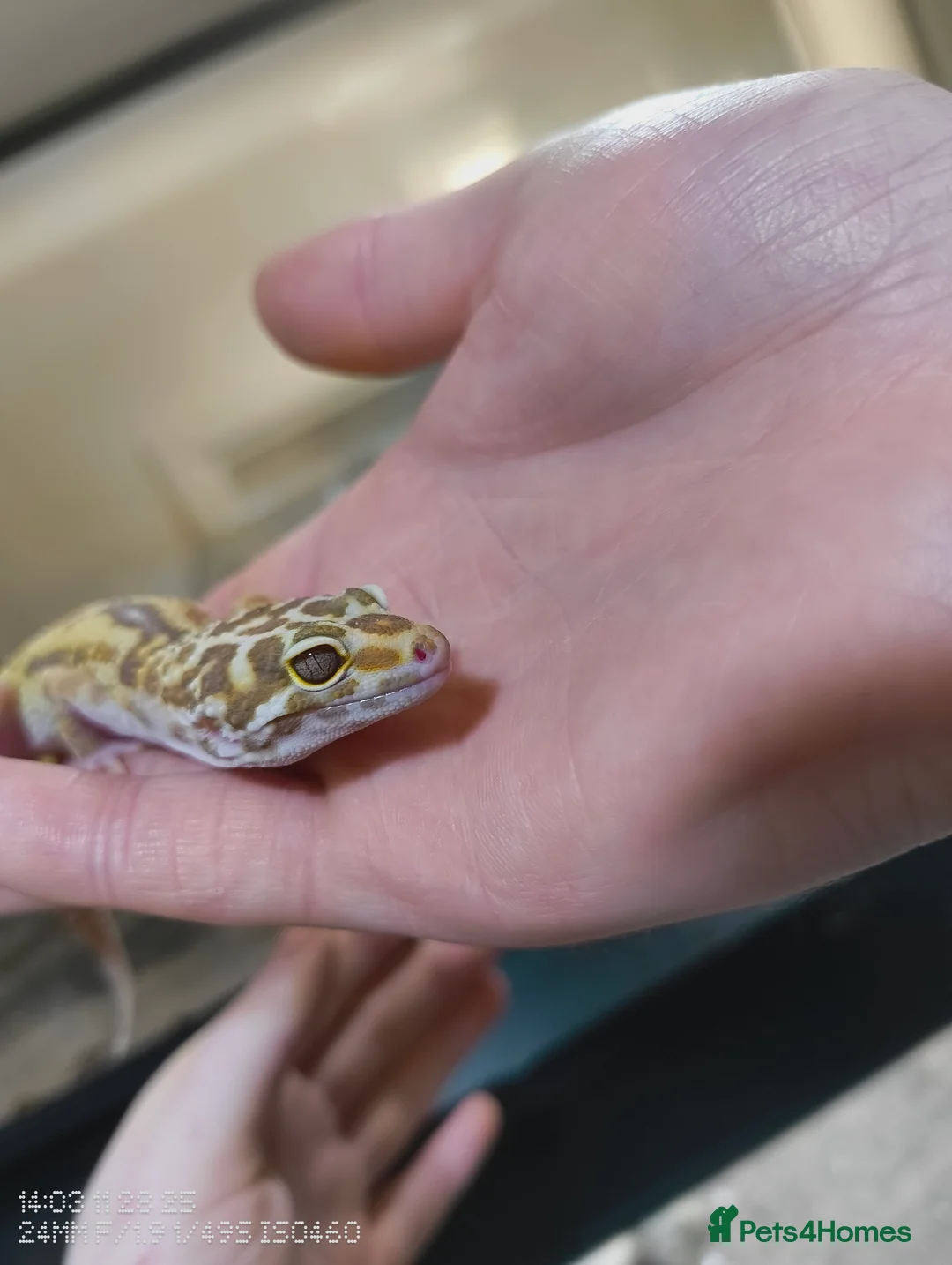 Leopard Gecko reptiles for sale: Tiny the baby leopard gecko full set up  - Advert 8