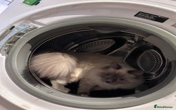 Ragdoll cats for sale: 3 Year Old Beautiful Female Ragdoll  - Image 12