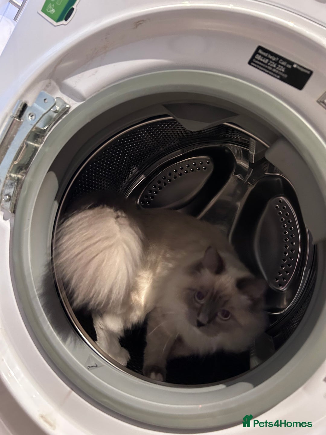 Ragdoll cats for sale: 3 Year Old Beautiful Female Ragdoll  - Image 12