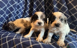 Cockapoo dogs for sale: Cockapoo puppies ready to be reserved  - Image 4