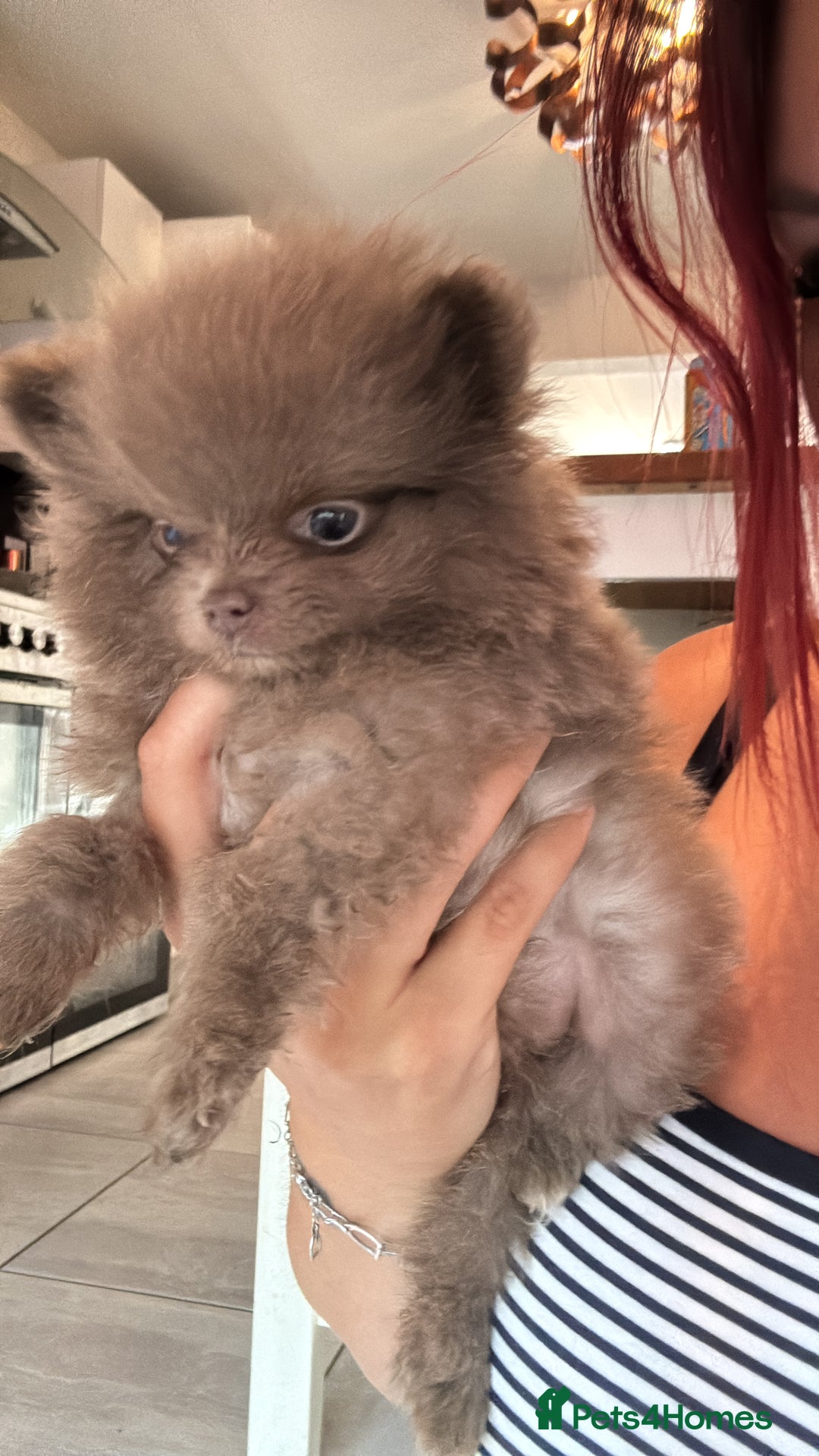Pomeranian dogs for stud: PROVEN STUD KC RUSSIAN CHAMPION LINES POMERANIAN  in Tiverton - Image 10