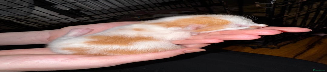 White & Ginger Kitten 2 - Mixed - Ready 8wks
