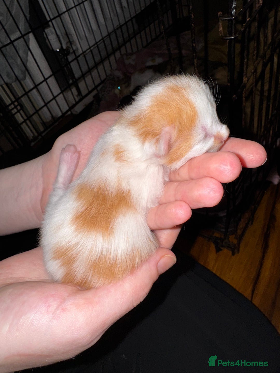 Mixed Breed cats for sale: 7 Mixed Kittens - Ginger, Tabby, Calico, White - Image 9