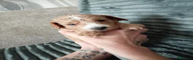 Cockapoo 3