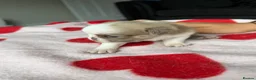 Pug dogs for sale: pug puppies  - Advert 18